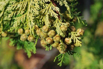 Chamaecyparis obtusa 'Crippsii' - cypřišek tupolistý